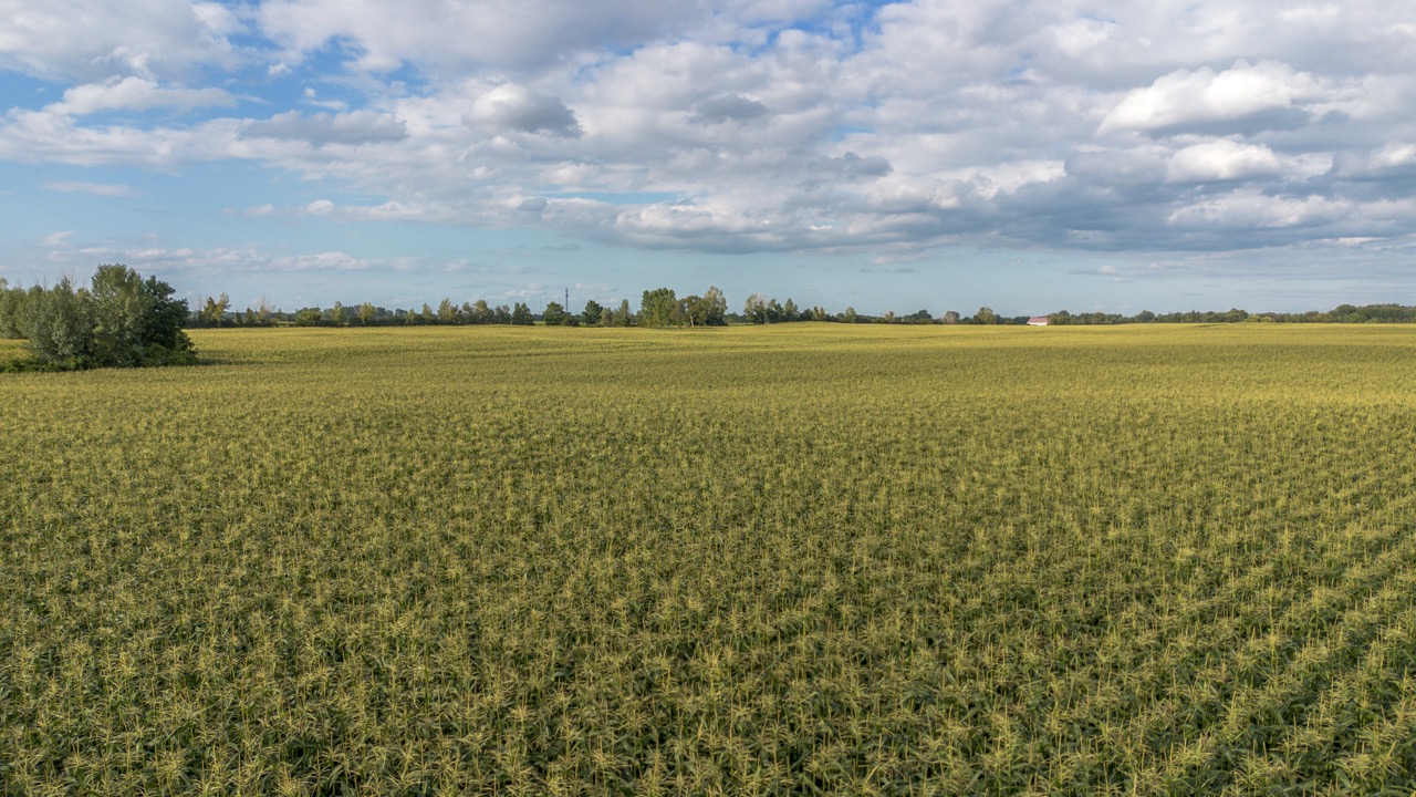 7496 Decker Dr, London, Ontario    - Photo 10 - RP585519645