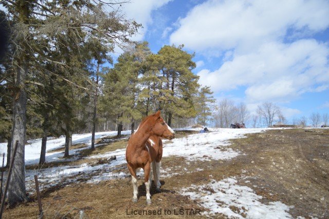 38172 Concession 4 Ndr, Hanover, Ontario  N4N 3B9 - Photo 8 - RP9260640445