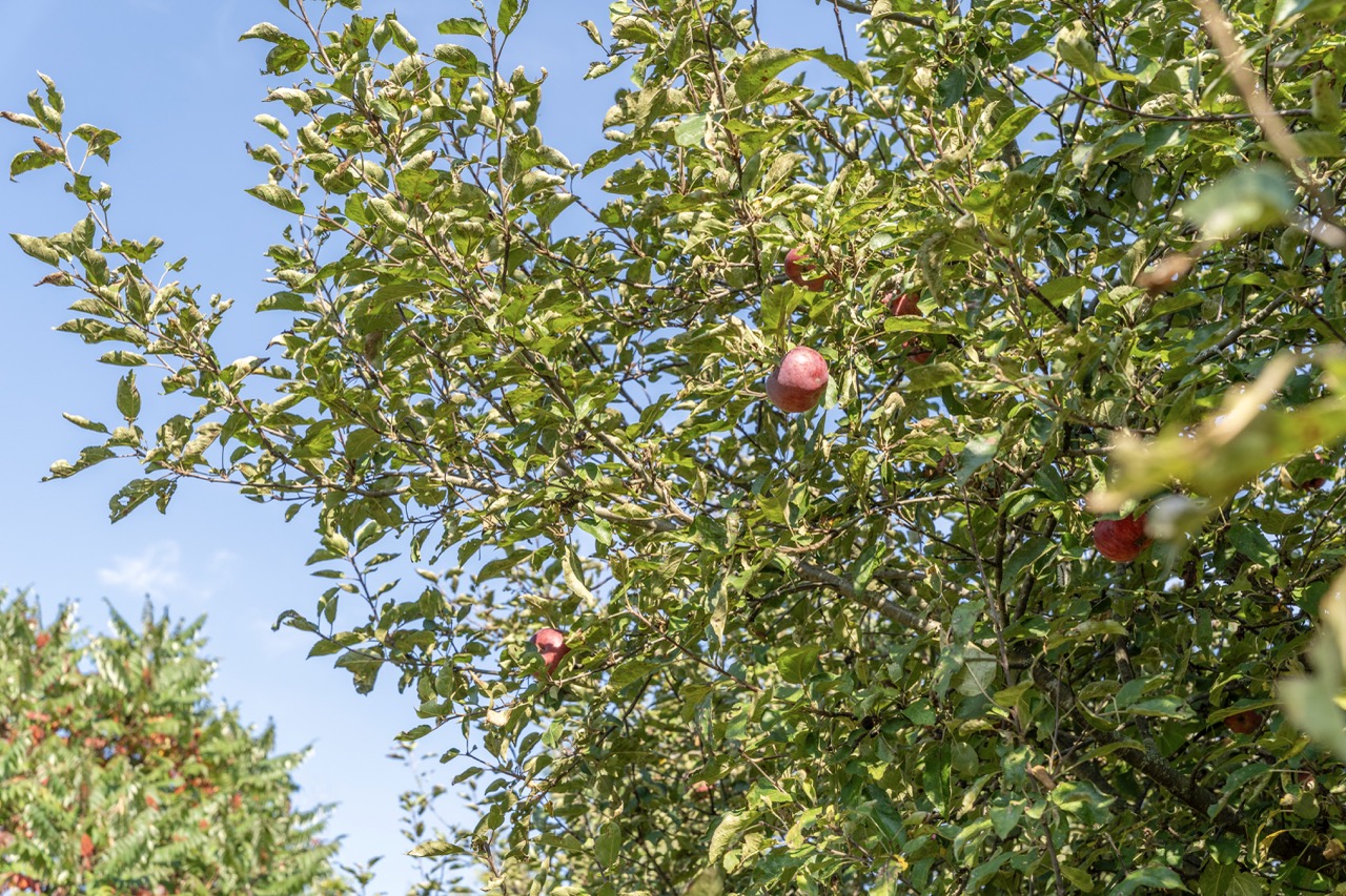 846635 Township Rd 9, Bright, Ontario    - Photo 18 - RP2542842980