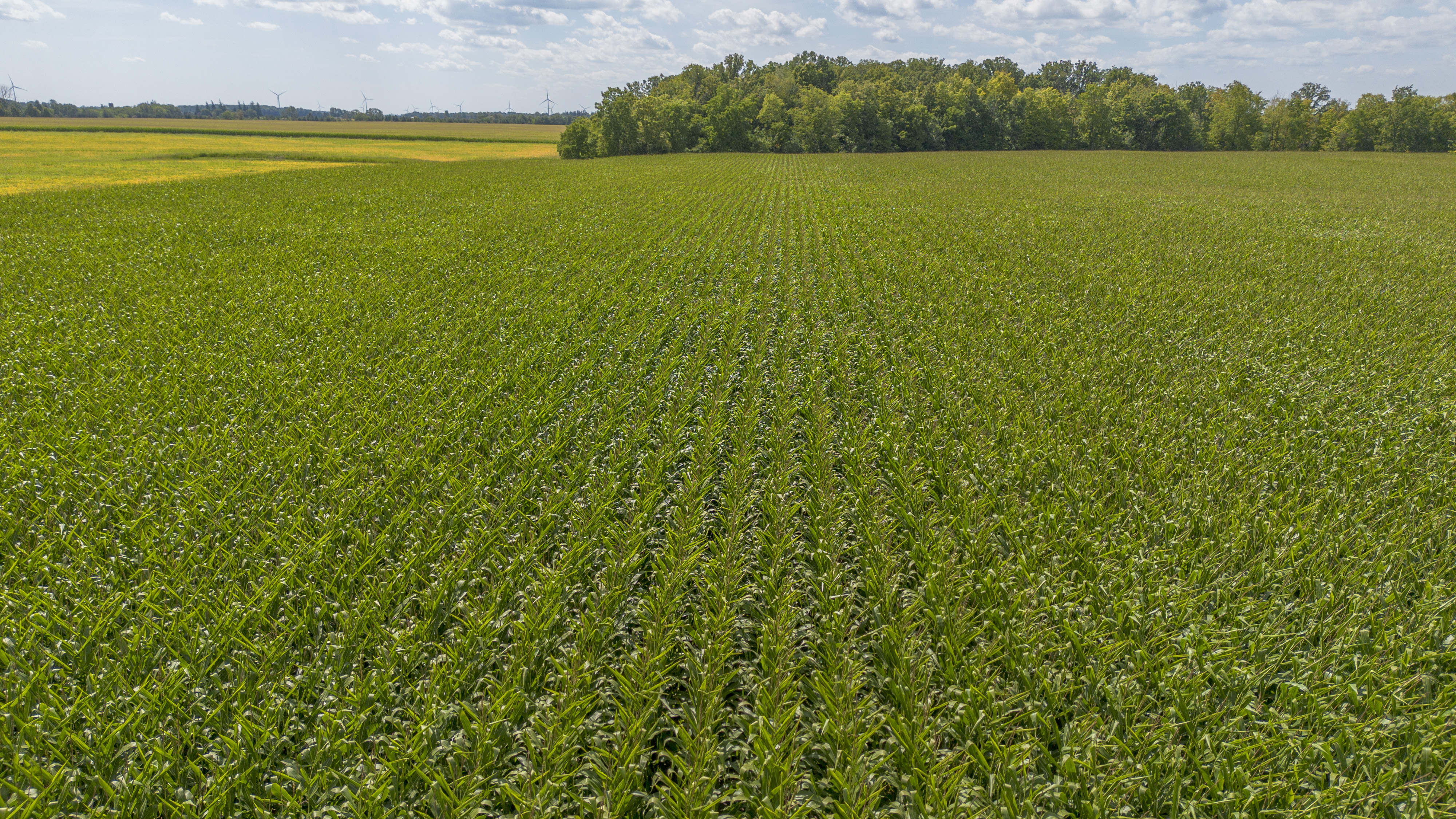 26523 Poplar Hill Rd, Parkhill, Ontario    - Photo 17 - RP513250874