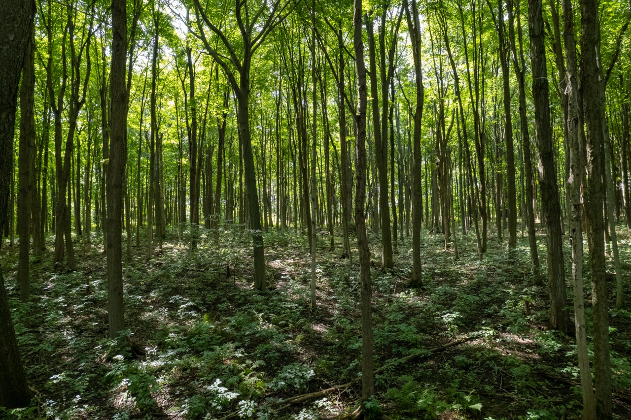 357051 35th Line, Embro, Ontario  N0J 1J0 - Photo 15 - RP1393763976