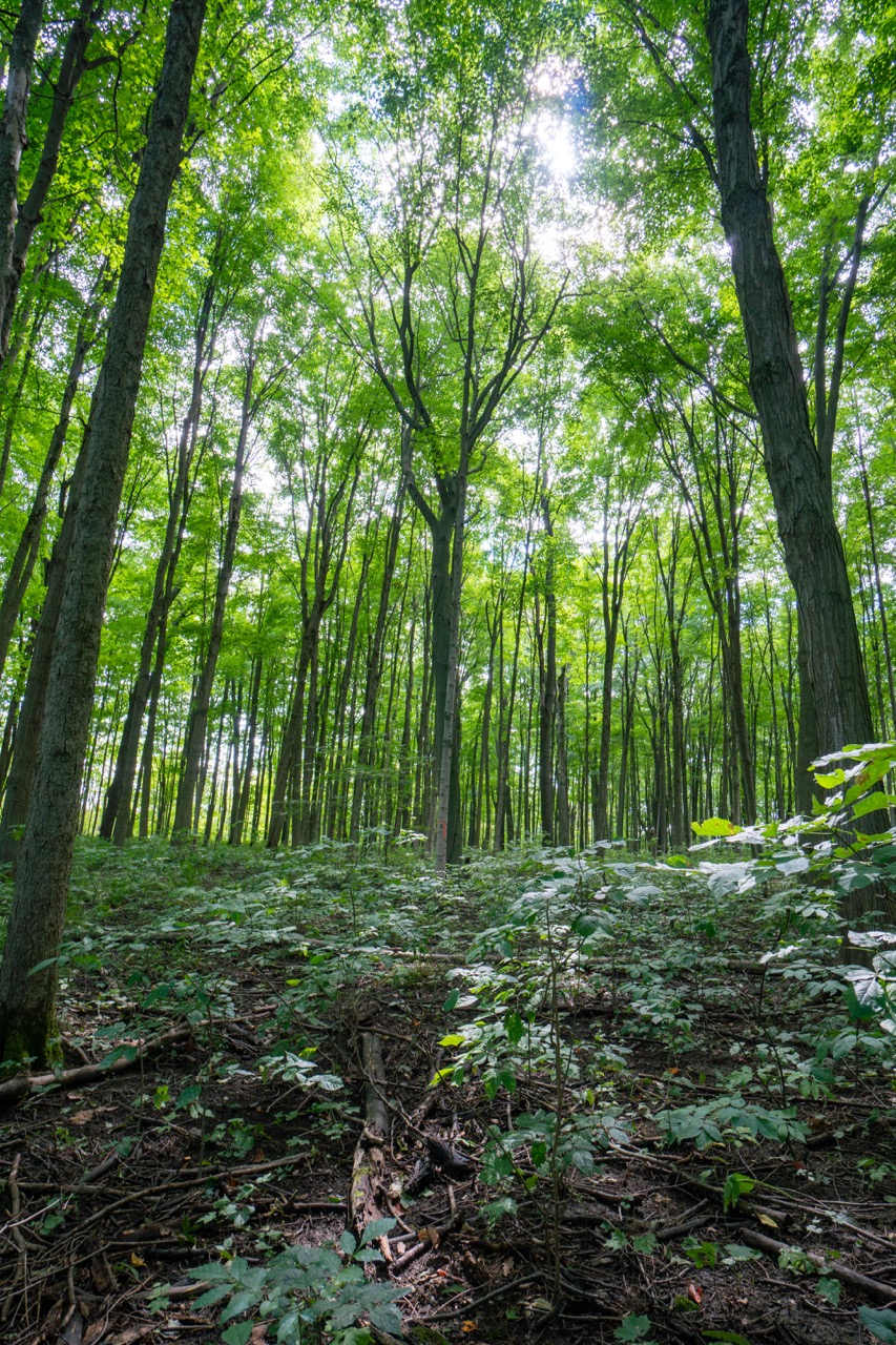 357051 35th Line, Embro, Ontario  N0J 1J0 - Photo 28 - RP1393763976