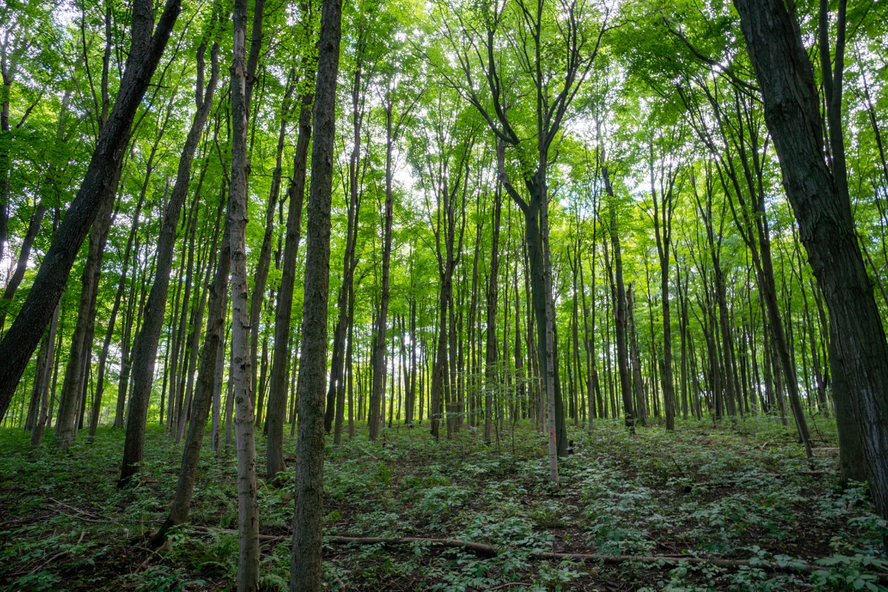 357051 35th Line, Embro, Ontario  N0J 1J0 - Photo 29 - RP1393763976