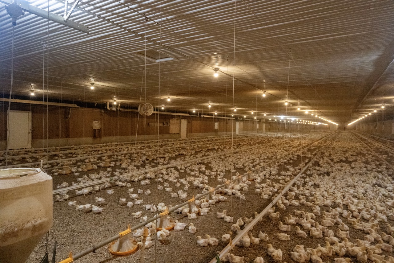 815787 Oxford Road 22, Innerkip, Ontario    - Photo 33 - RP7500381774