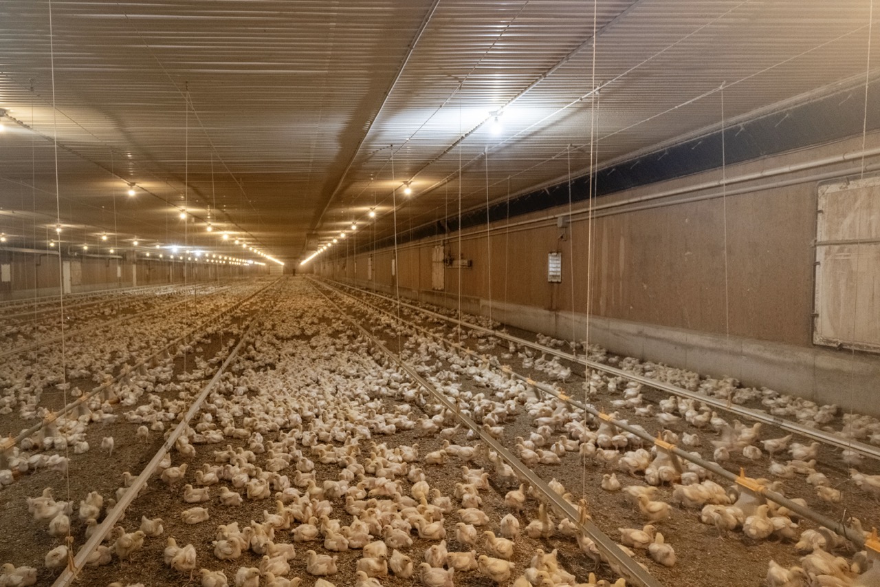 815787 Oxford Road 22, Innerkip, Ontario    - Photo 34 - RP7500381774