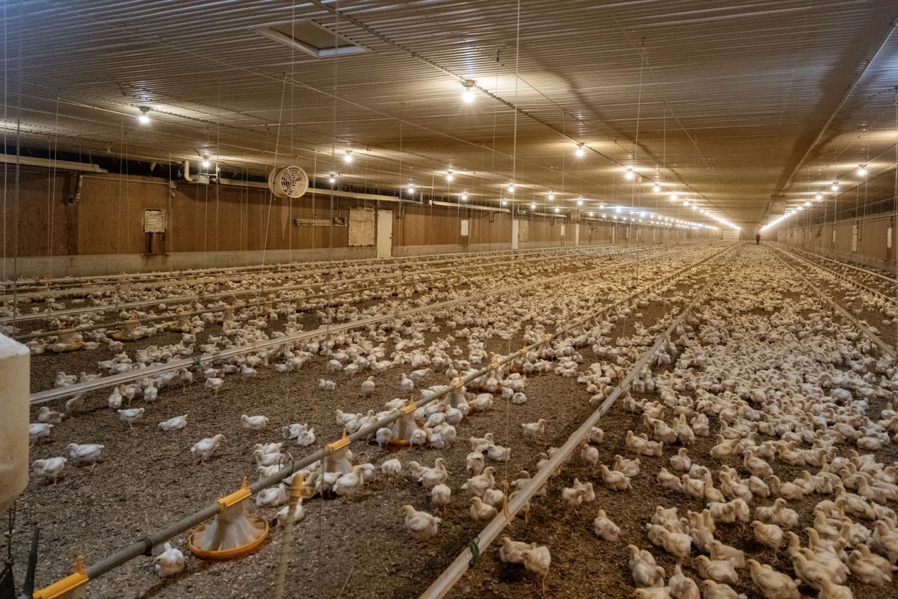 815787 Oxford Road 22, Innerkip, Ontario    - Photo 35 - RP7500381774