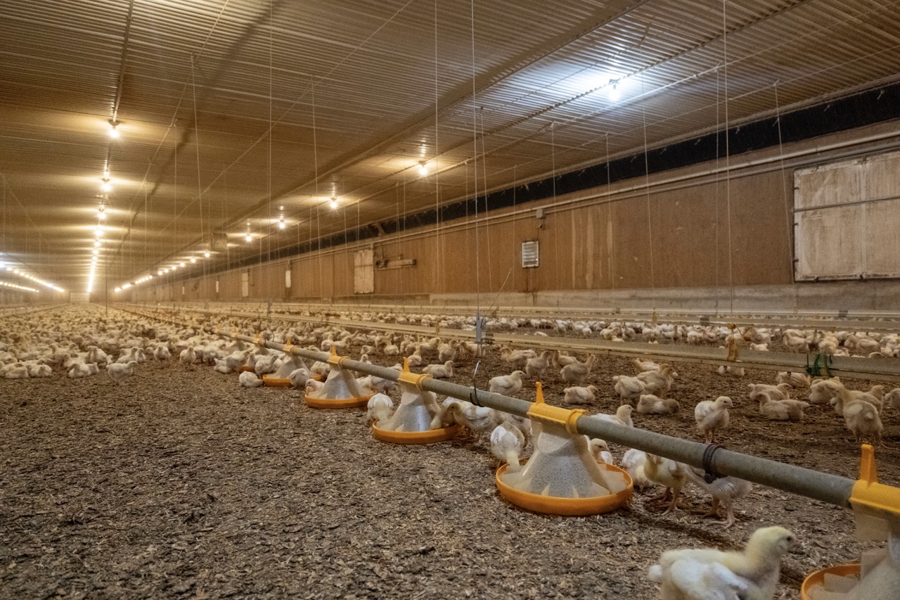 815787 Oxford Road 22, Innerkip, Ontario    - Photo 38 - RP7500381774