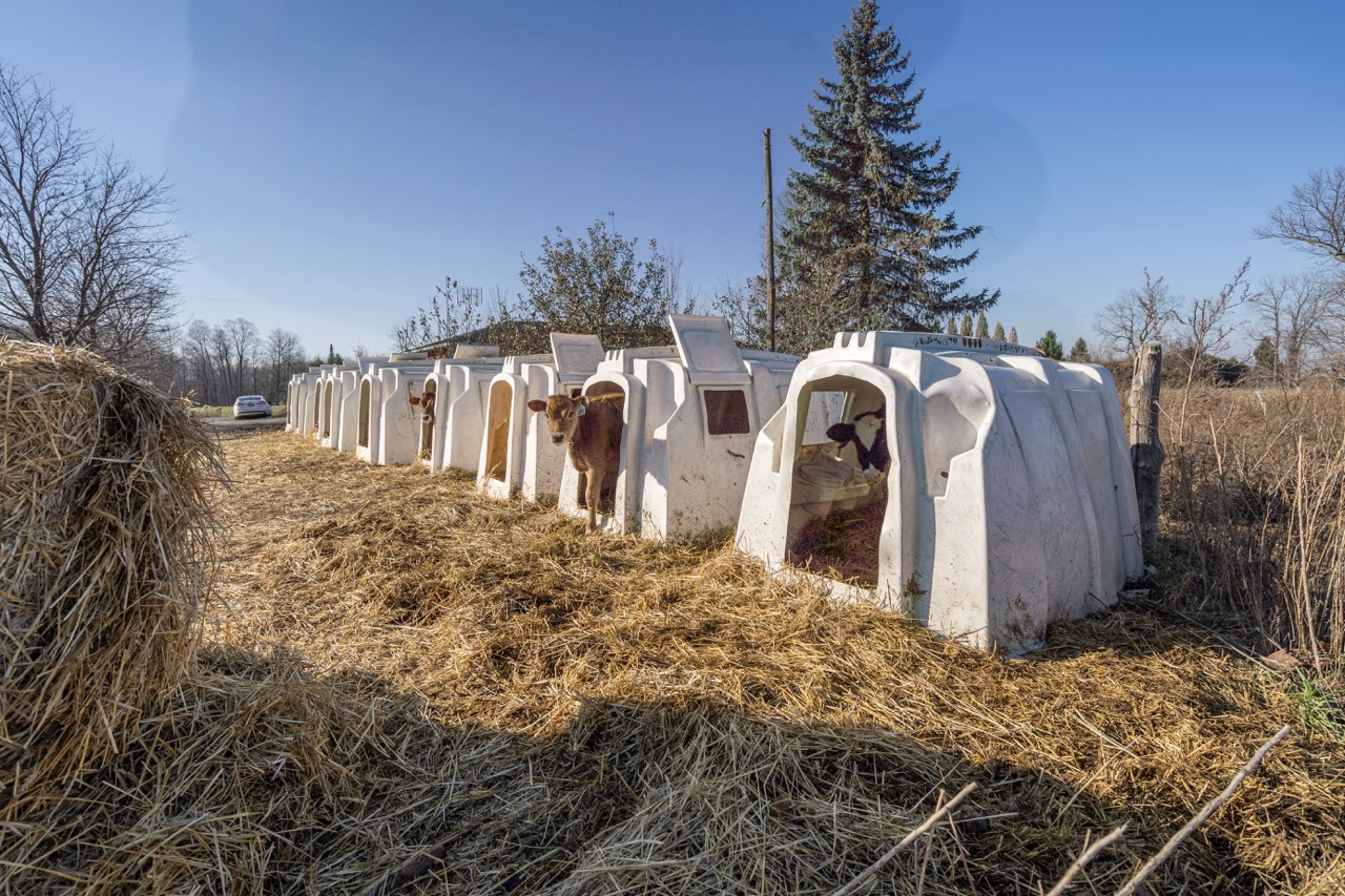 1177 Beitz Rd, Breslau, Ontario    - Photo 13 - RP2856797314