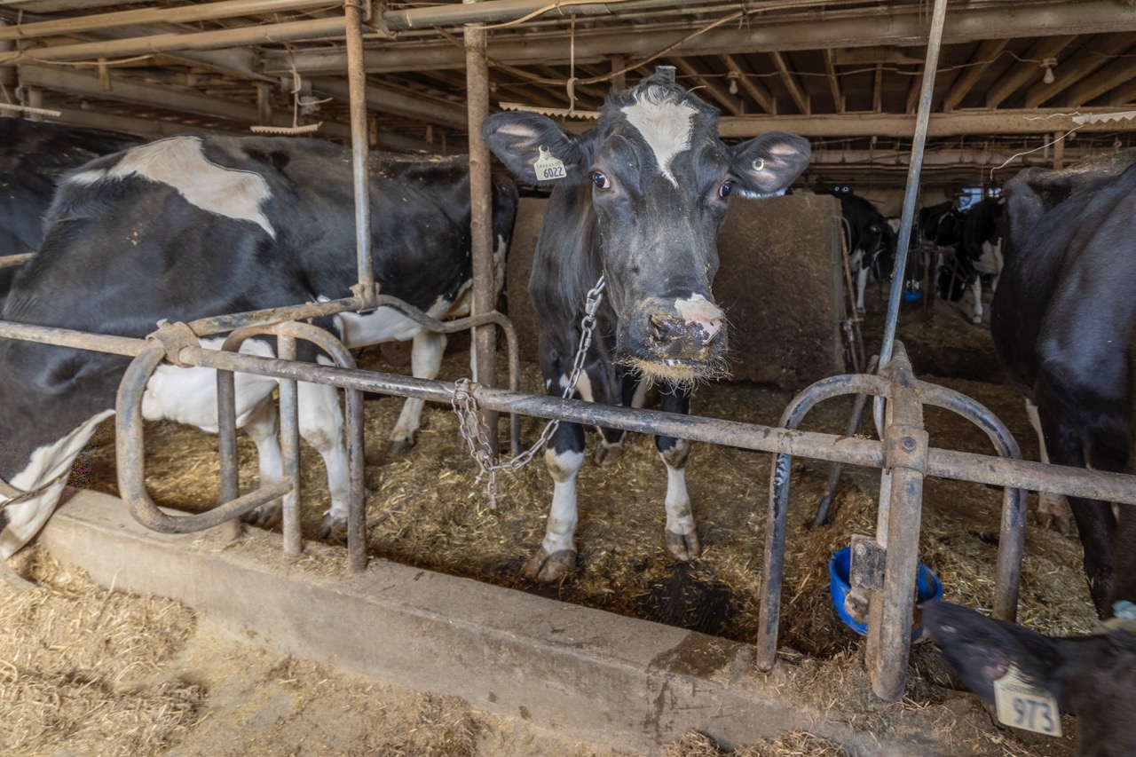 1177 Beitz Rd, Breslau, Ontario    - Photo 14 - RP2856797314