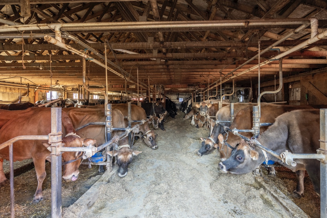 1177 Beitz Rd, Breslau, Ontario    - Photo 15 - RP2856797314