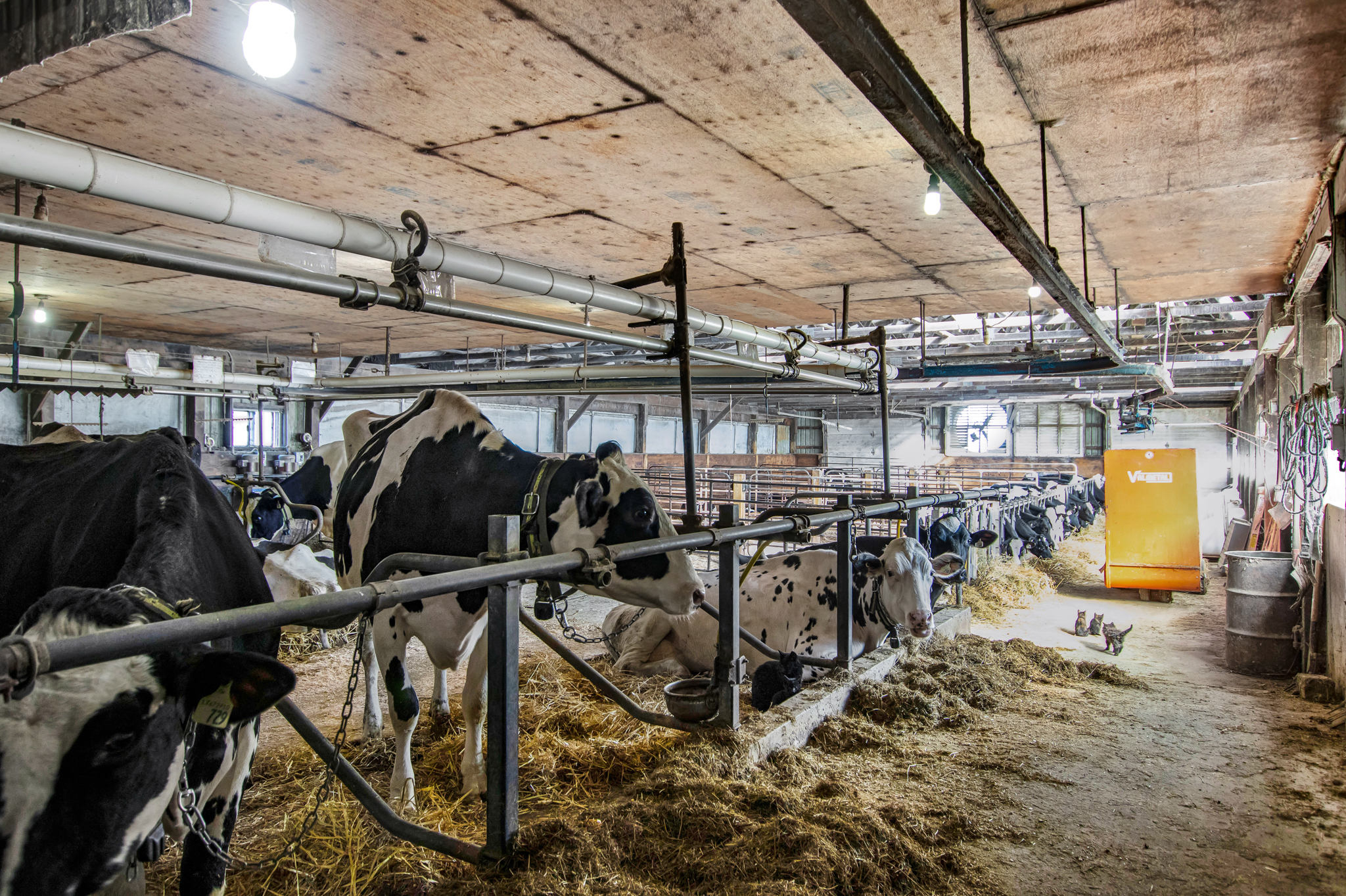 1048 5th Line, Selwyn, Ontario    - Photo 10 - RP1207862285