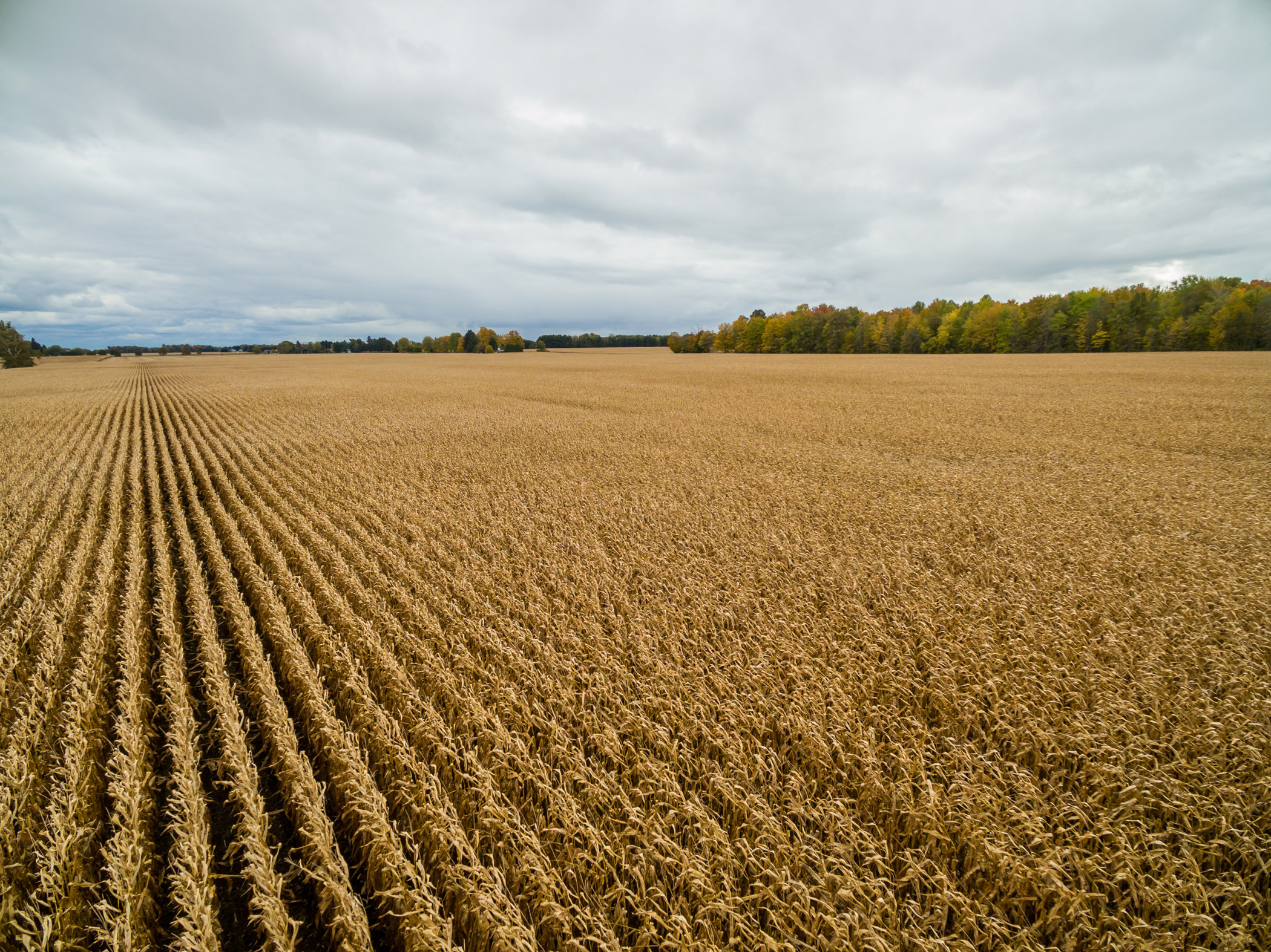 North Pt Lt 7 Conc 7 Coyne Rd, Dunwich, Ontario  N0L 1J0 - Photo 2 - RP1089465568