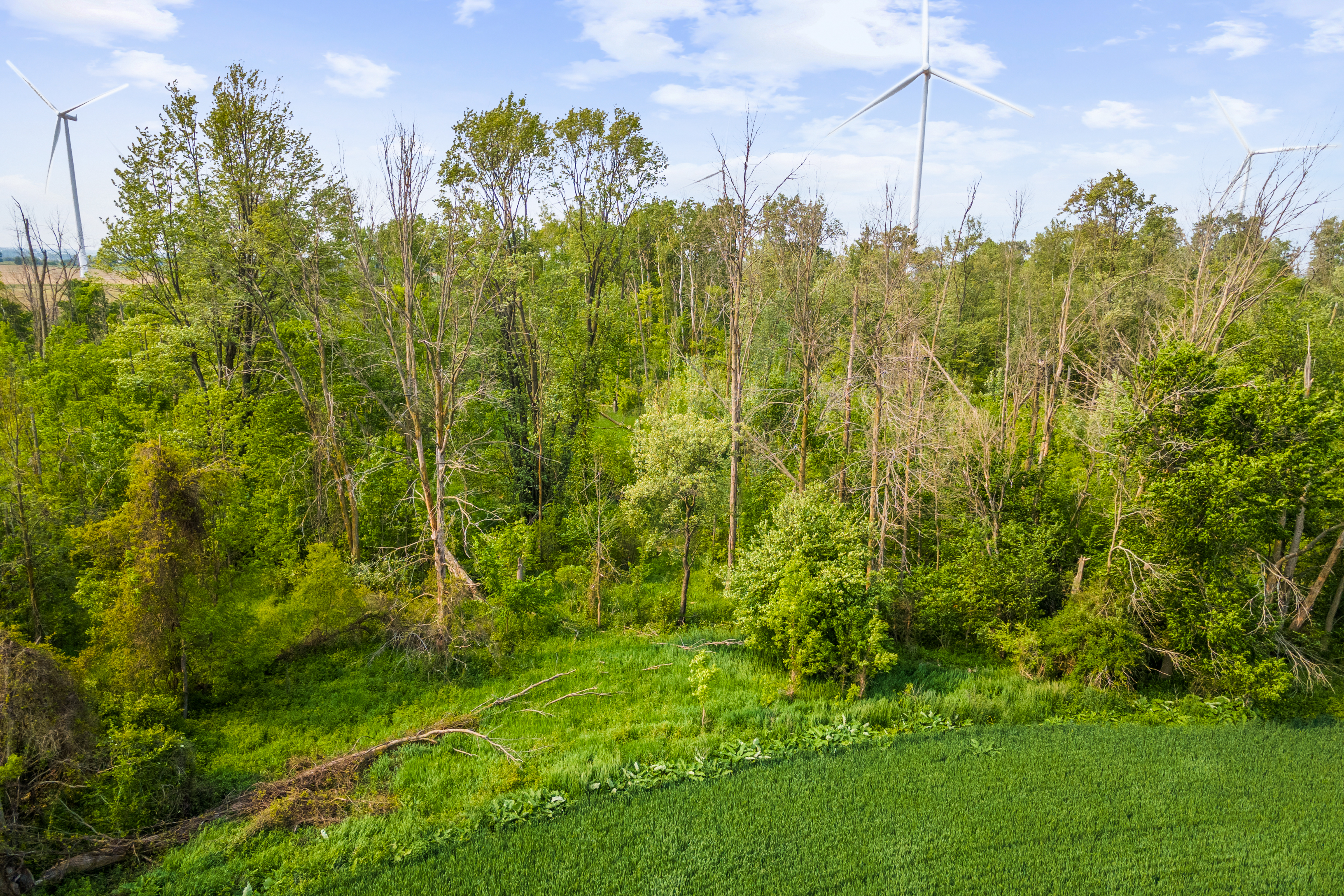 Con 13 Lot 3 Zion Rd, Lucknow, Ontario    - Photo 12 - RP1427759584